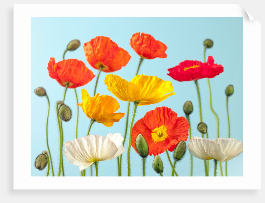 Multicoloured Poppies and buds by Assaf Frank